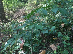 Eleutherococcus sieboldianus