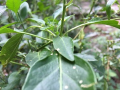 Capsicum annuum