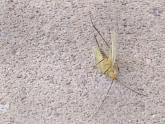 Oecanthus