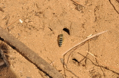 Stictia signata