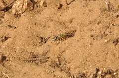 Stictia signata