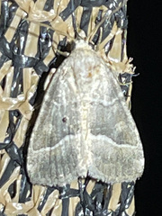 Ogdoconta moreno