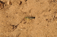 Stictia signata