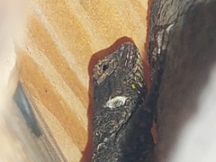 Sceloporus grammicus