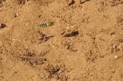 Stictia signata