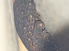 Sceloporus grammicus