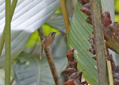 Phaethornis striigularis