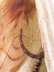 Sceloporus grammicus