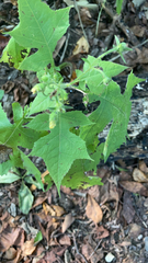 Polymnia canadensis