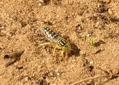 Stictia signata