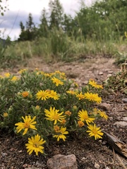 Heterotheca villosa