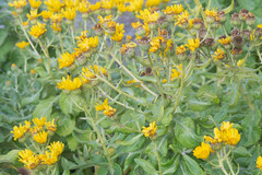 Senecio pseudoarnica