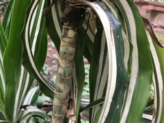 Dracaena
