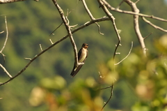 Stelgidopteryx ruficollis