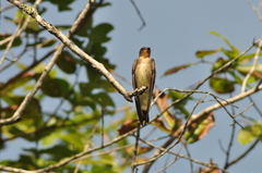 Stelgidopteryx ruficollis