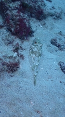 Sphoeroides marmoratus