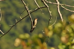 Stelgidopteryx ruficollis