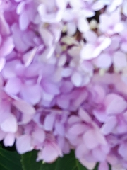 Hydrangea macrophylla