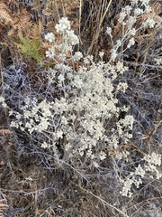 Pseudognaphalium californicum