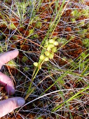 Scheuchzeria palustris