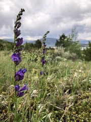 Penstemon strictus