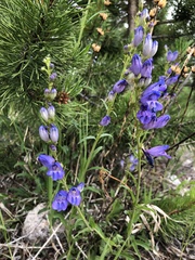 Penstemon strictus
