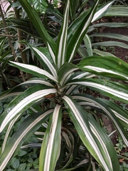 Dracaena