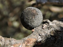 Burnettweldia washingtonensis