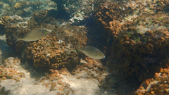 Sarpa salpa