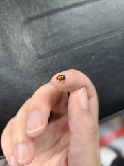 Hippodamia parenthesis