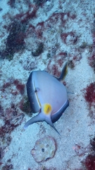Acanthurus monroviae