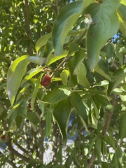 Cornus mas