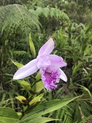 Sobralia rosea