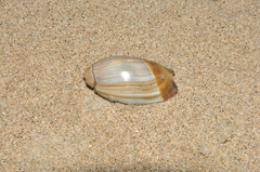 Olivancillaria