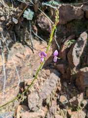 Desmodium grahamii