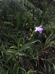 Sobralia rosea