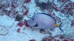 Acanthurus monroviae