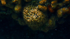 Cladocora caespitosa