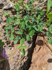 Desmodium grahamii