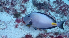Acanthurus monroviae