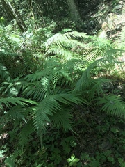 Pelazoneuron puberulum