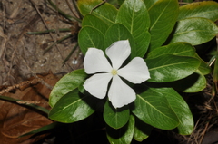 Catharanthus roseus