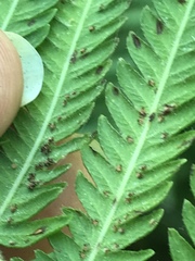 Pelazoneuron puberulum