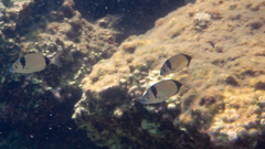 Diplodus vulgaris