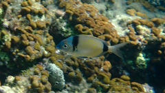 Diplodus vulgaris