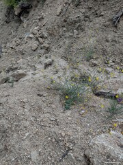 Linaria spartea