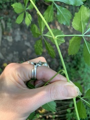 Eleutherococcus sieboldianus