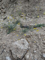 Linaria spartea