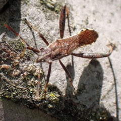 Camptopus lateralis
