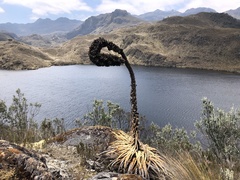 Puya clava-herculis